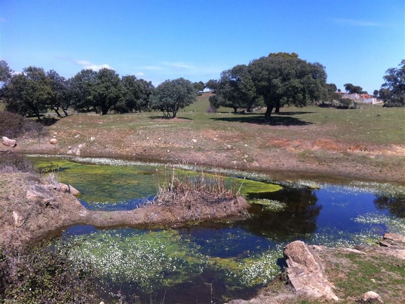 FINCA EN MILLANES