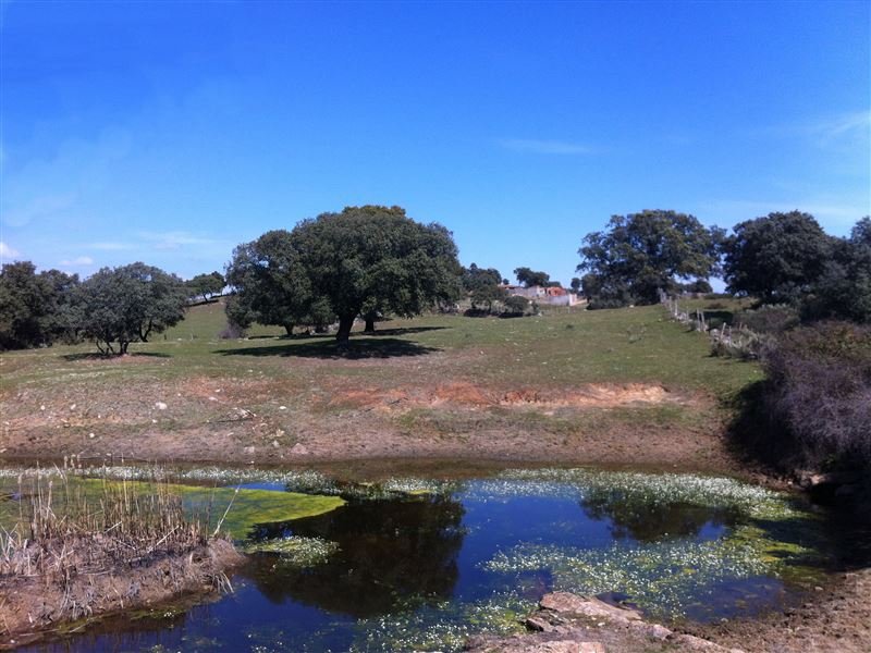 FINCA EN MILLANES