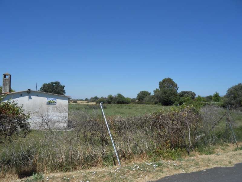 LOS PINOS