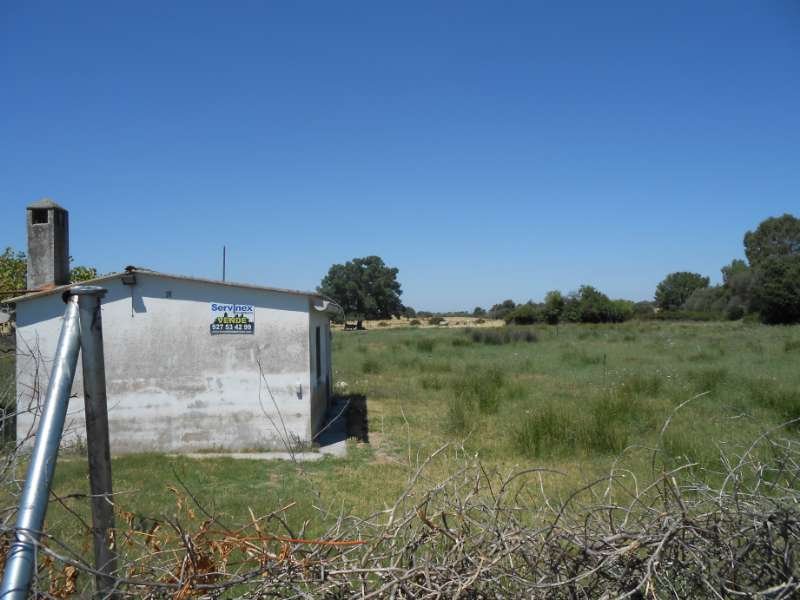 LOS PINOS