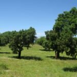 Finca Jaraiz de la vera