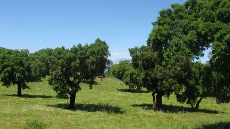 Finca Jaraiz de la vera