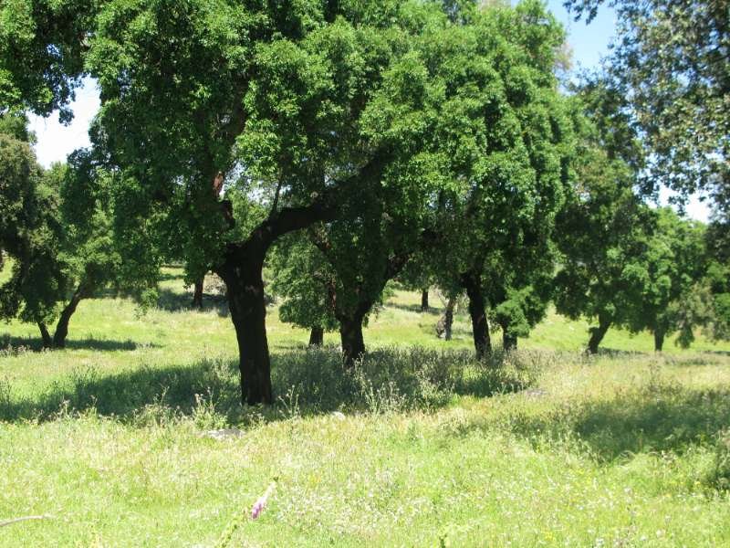 Finca Jaraiz de la vera